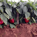 Topraklı biber sera kurulumu ve yetiştiriciliği