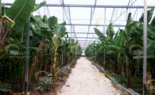 Muz sera kurulumu | Muz sera Fiyatı | Muz sera maliyeti | MAYSERA