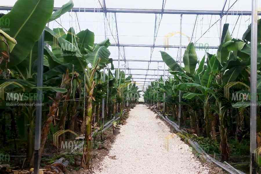 Muz sera kurulumu | Muz sera Fiyatı | Muz sera maliyeti | MAYSERA