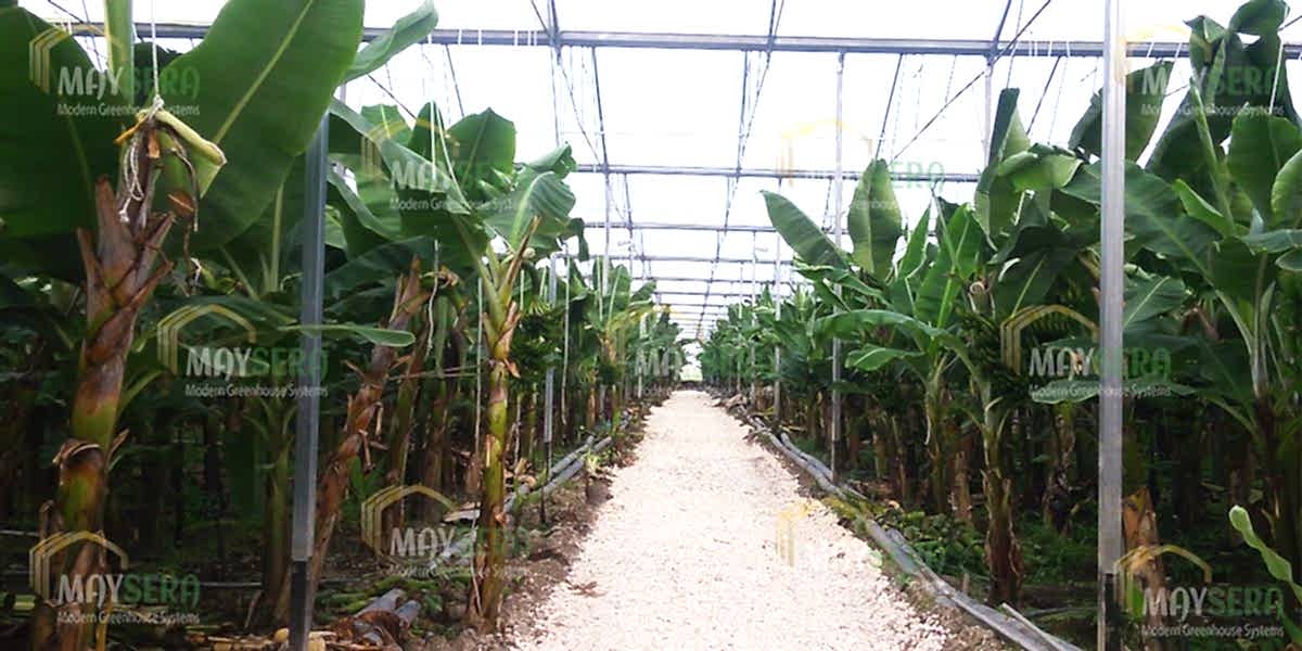 Muz sera kurulumu | Muz sera Fiyatı | Muz sera maliyeti | MAYSERA