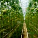 Topraklı domates sera kurulumu | Topraklı Domates Sera Maliyeti | Topraklı domates Sera Fiyatı | MAYSERA