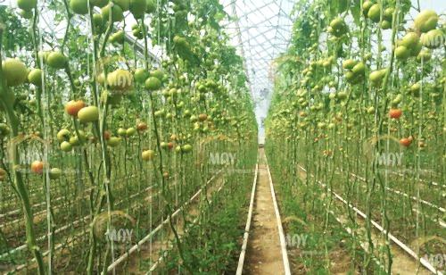 Topraklı domates sera kurulumu | Topraklı Domates Sera Maliyeti | Topraklı domates Sera Fiyatı | MAYSERA