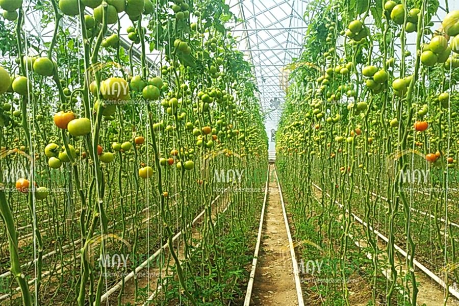 Topraklı domates sera kurulumu | Topraklı Domates Sera Maliyeti | Topraklı domates Sera Fiyatı | MAYSERA