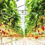 Topraksız Çilek Sera Kurulumu | Topraksız Çilek Sera Fiyatı | Topraksız Çilek Sera Maliyeti | MAYSERA