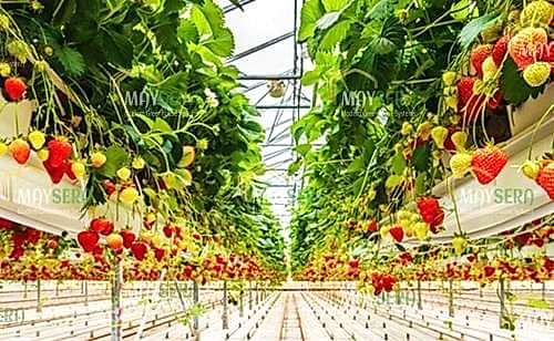 Topraksız Çilek Sera Kurulumu | Topraksız Çilek Sera Fiyatı | Topraksız Çilek Sera Maliyeti | MAYSERA