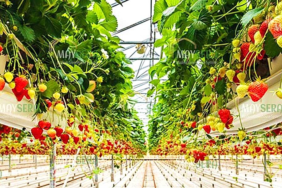 Topraksız Çilek Sera Kurulumu | Topraksız Çilek Sera Fiyatı | Topraksız Çilek Sera Maliyeti | MAYSERA