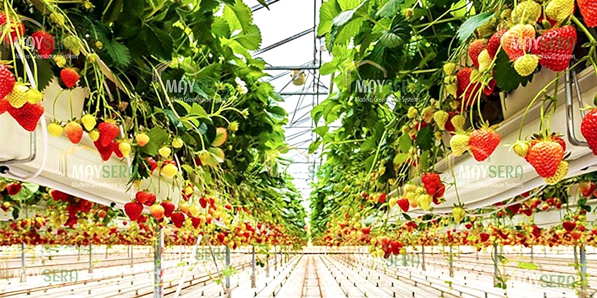 Topraksız Çilek Sera Kurulumu | Topraksız Çilek Sera Fiyatı | Topraksız Çilek Sera Maliyeti | MAYSERA