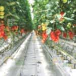 Topraksız Domates Sera Kurulumu | Topraklı Domates Sera Maliyeti | Topraklı Domates Sera Fiyatı | MAYSERA