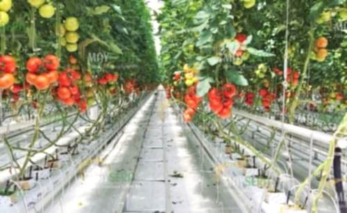 Topraksız Domates Sera Kurulumu | Topraklı Domates Sera Maliyeti | Topraklı Domates Sera Fiyatı | MAYSERA
