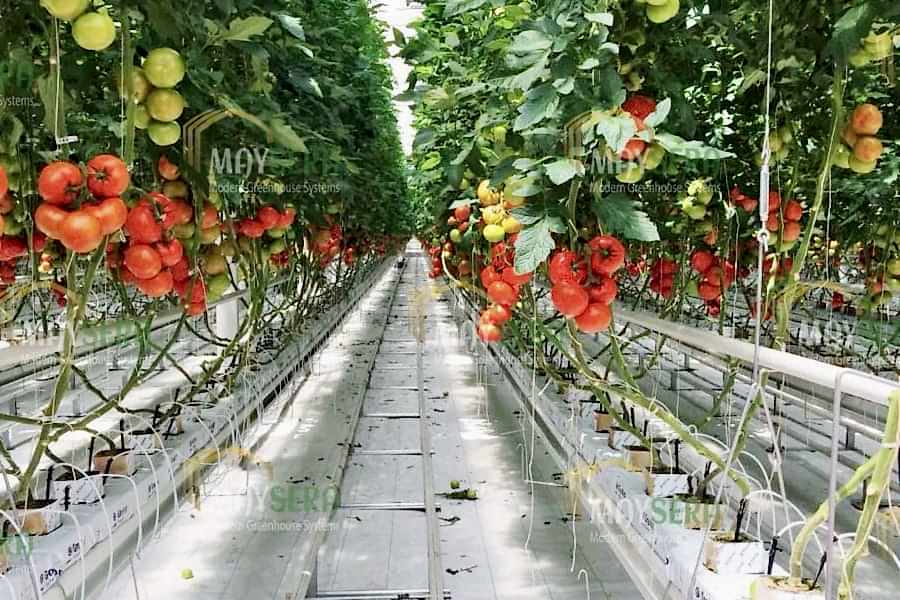 Topraksız Domates Sera Kurulumu | Topraklı Domates Sera Maliyeti | Topraklı Domates Sera Fiyatı | MAYSERA