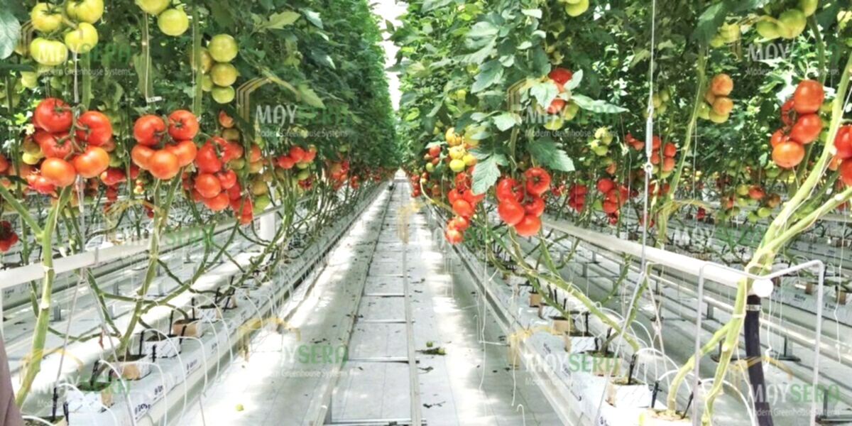 Topraksız Domates Sera Kurulumu | Topraklı Domates Sera Maliyeti | Topraklı Domates Sera Fiyatı | MAYSERA