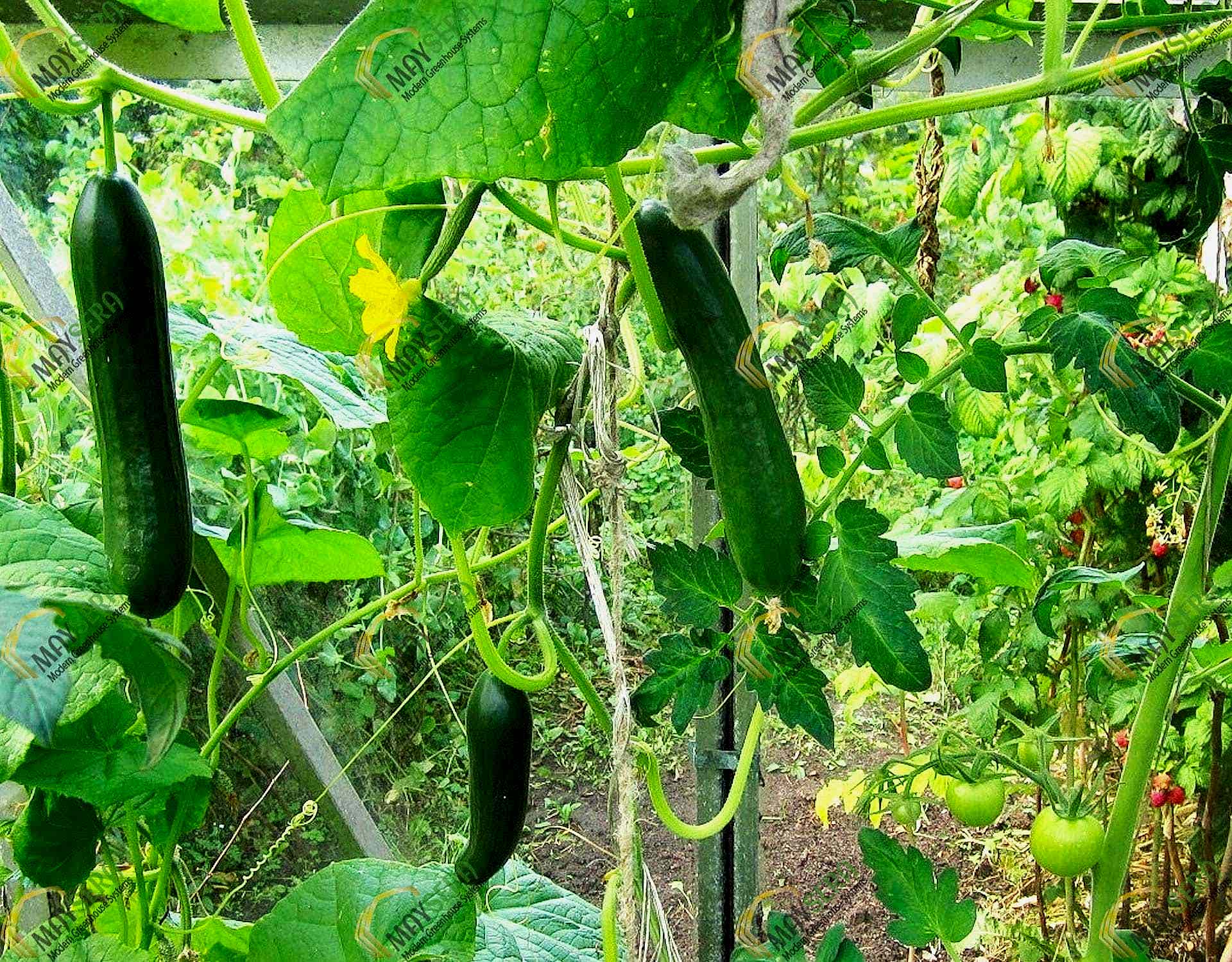 Anahtar teslim topraklı salatalık serası kurulumu