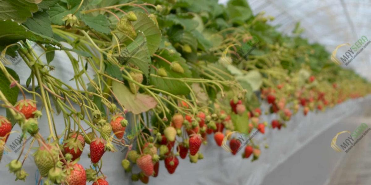 Anahtar teslim topraksız çilek sera kurulumu