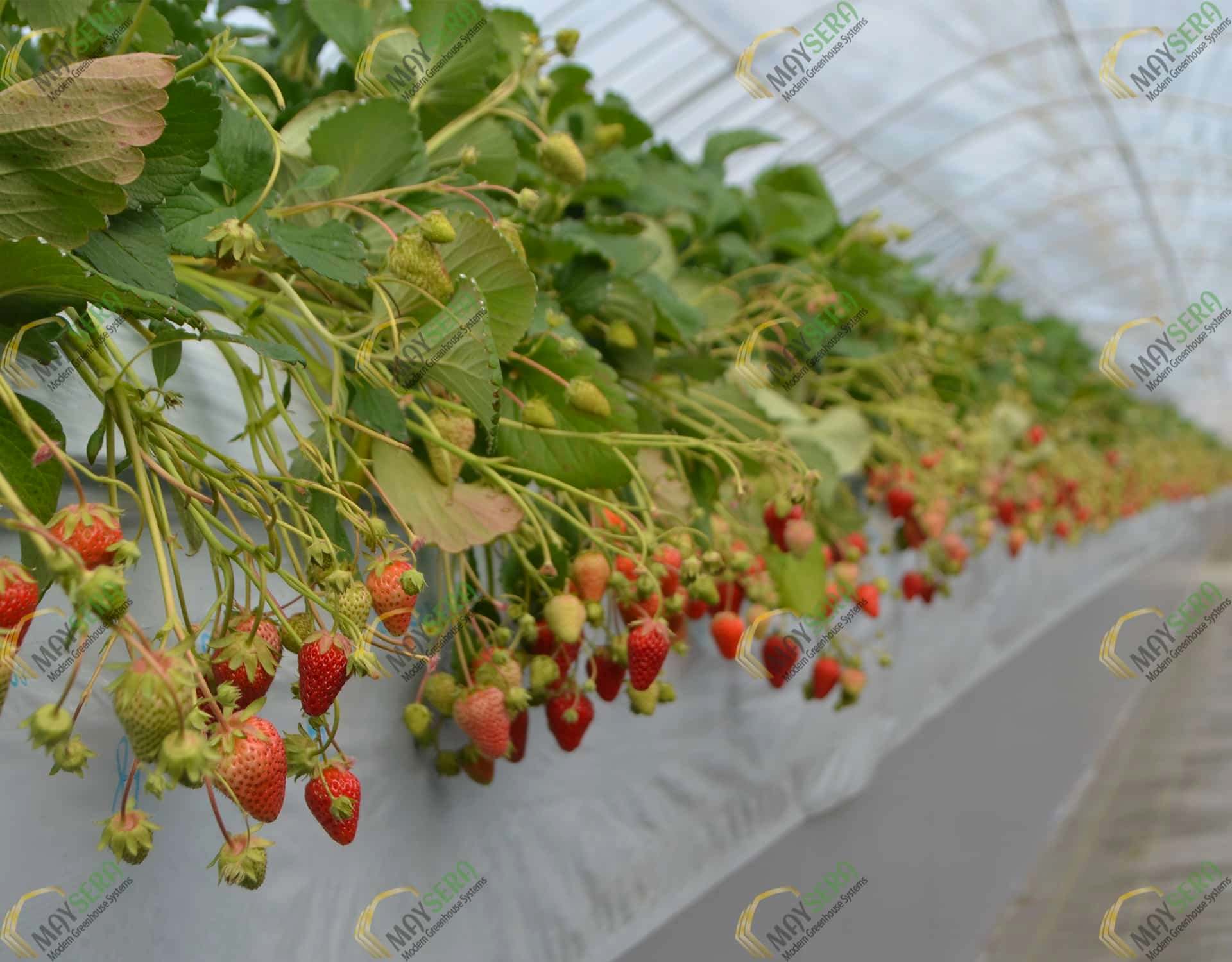 Anahtar teslim topraksız çilek sera kurulumu
