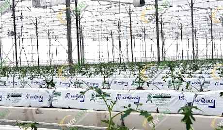 Tamamlanmış Projelerimiz Türkmenistan - Kaka Topraksız Domates Serası | MAYSERA