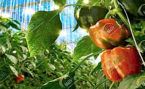 Topraklı biber sera kurulumu | MAYSERA