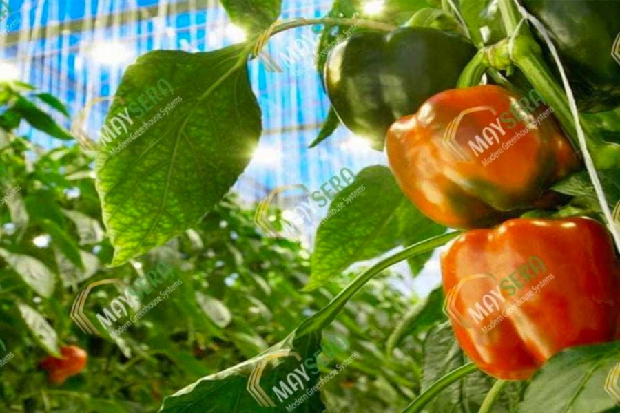 Topraklı biber sera kurulumu | MAYSERA
