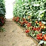 Topraklı domates sera kurulumu | Sera Fiyatı | Sera Maliyeti | MAYSERA