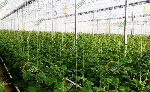 Topraklı Salatalık Serası | MAYSERA