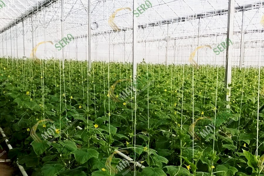 Topraklı Salatalık Serası | MAYSERA