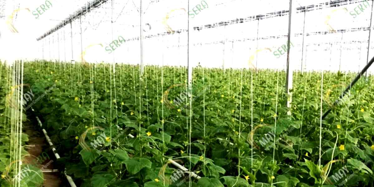 Topraklı Salatalık Serası | MAYSERA