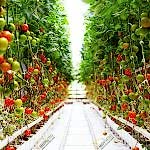 Topraksız domates Sera kurulumu | Topraksız Domates Sera Maliyeti | Anahtar teslim modern gotik domates sera kurulumu | MAYSERA