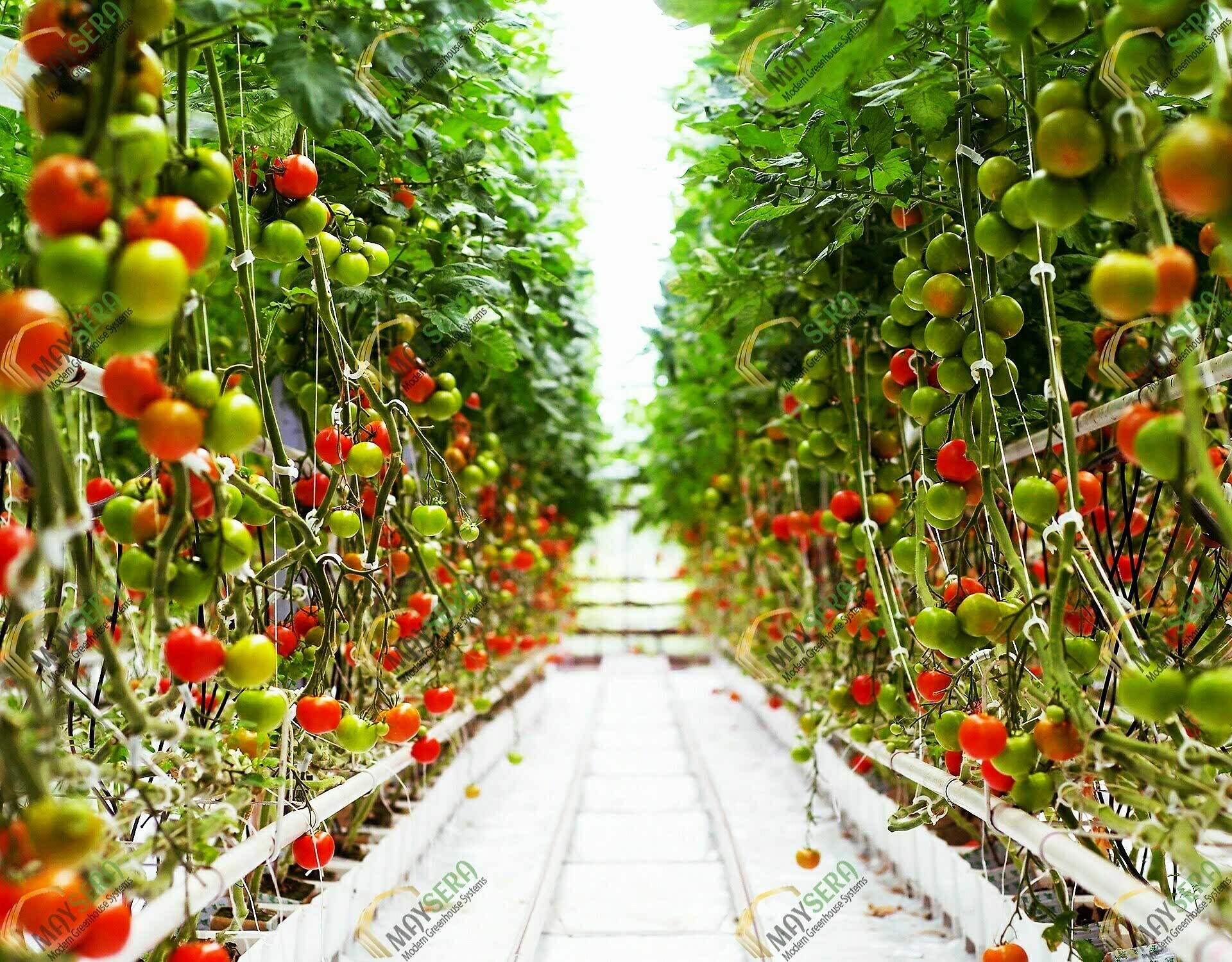 Topraksız Domates Serası