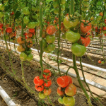 Domates sera kurulumu sürecinde başarılı bir sonuç elde etmek için yazımızı inceleyin.