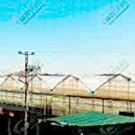 Özbekistan topraklı domates Serası