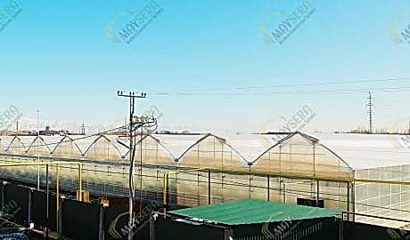 Özbekistan topraklı domates Serası