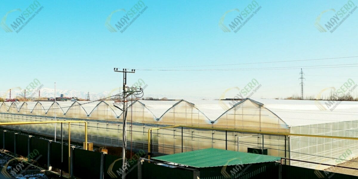 Özbekistan topraklı domates Serası