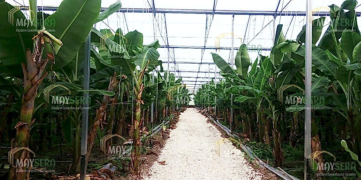 Muz sera kurulumu | Muz Sera Maliyeti | Muz sera sistemleri | MAYSERA