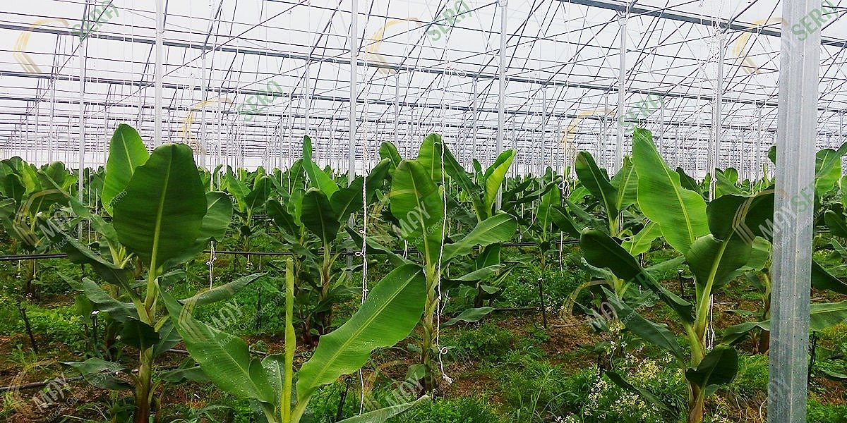 Modern muz sera kurulumu | Gotik Muz sera kurulumu | Muz sera maliyeti | MAYSERA