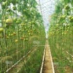 Topraklı Domates Serası Kurulumu | Özbekistan topraklı domates sera kurulumu | MAYSERA