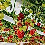 Topraksız çilek serası kurulumu | Çok katlı çilek serası | Modern çilek serası kurulumu | MAYSERA