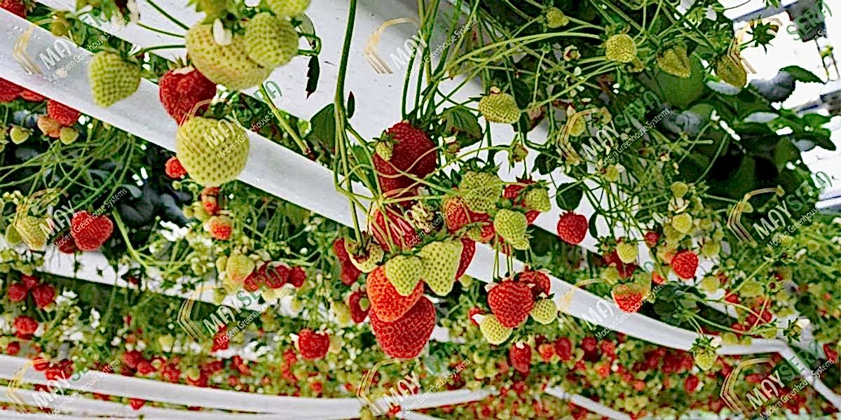 Topraksız çilek serası kurulumu | Çok katlı çilek serası | Modern çilek serası kurulumu | MAYSERA