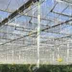 Domates serası bitki askı tel sistemi, bitki askı ipleri | MAYSERA