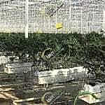 Topraksız domates serası Gutter sistemi | MAYSERA