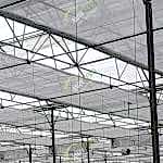 Topraksız domates serası | Isı perdesi | Gölge perdesi | MAYSERA