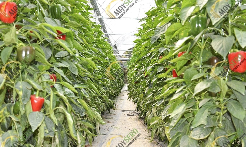 Topraklı biber serası | Modern Biber Serası | Sera Kurulum Maliyeti | MAYSERA