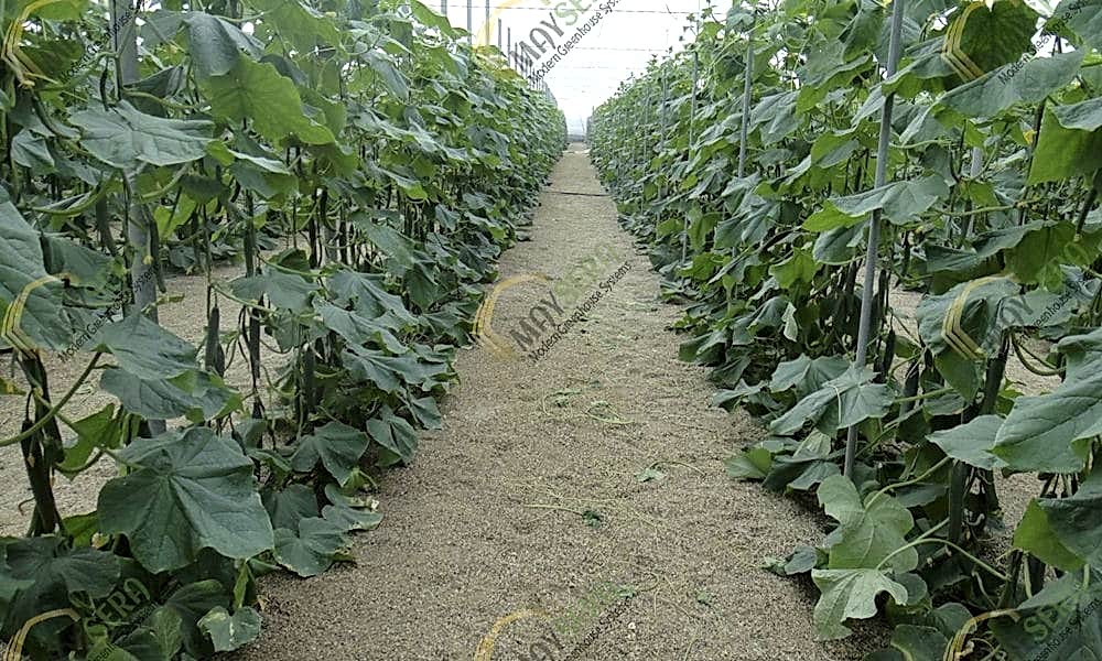 Topraklı salatalık serası kurulumu