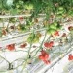 Topraksız Domates Sera Kurulumu | Topraksız Domates Sera Maliyeti | Topraksız Domates Sera Fiyatı | MAYSERA