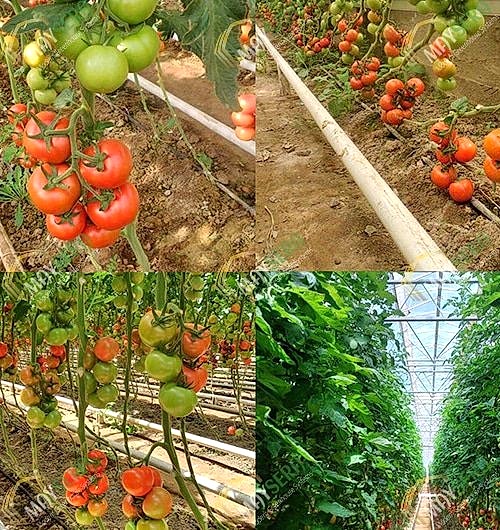 Modern Sera Kurulumu | Sera Maliyeti | Sera Fiyatı