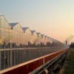 Modern Sera Kurulumu | Anahtar Teslim Sera Kurulumu | MAYSERA