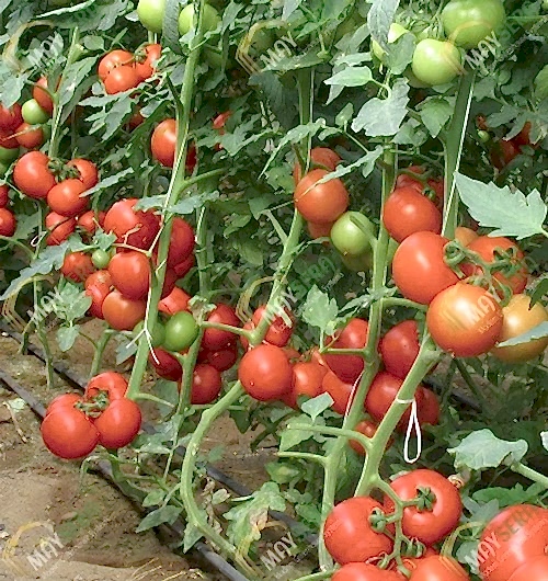 Topraklı Domates Sera Kurulumu | MAYSERA