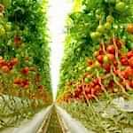 Modern topraklı domates sera | Ultraclima sera | MAYSERA