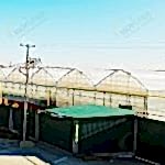 Özbekistan topraklı domates serası | MAYSERA