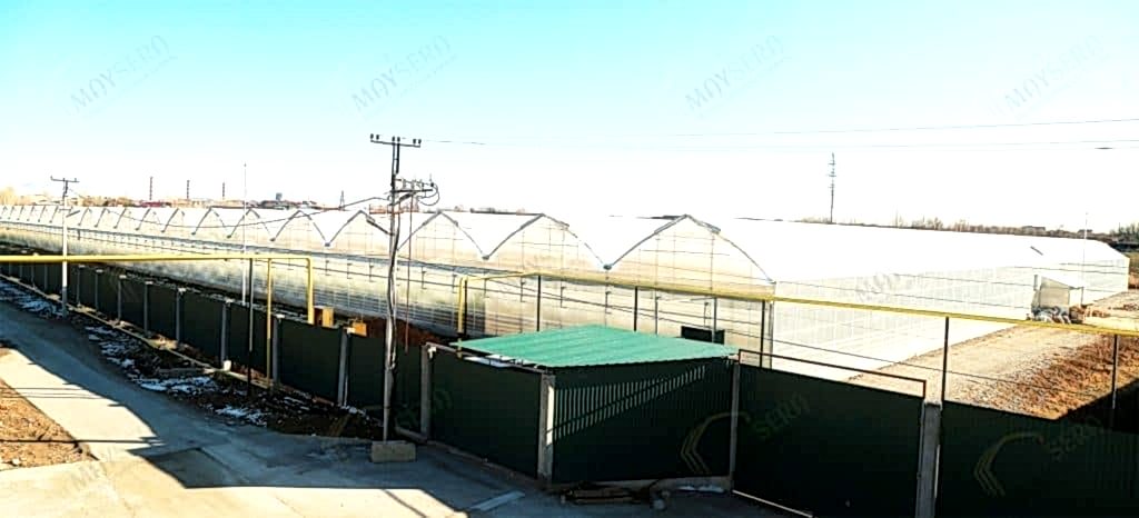 Özbekistan topraklı domates serası | MAYSERA