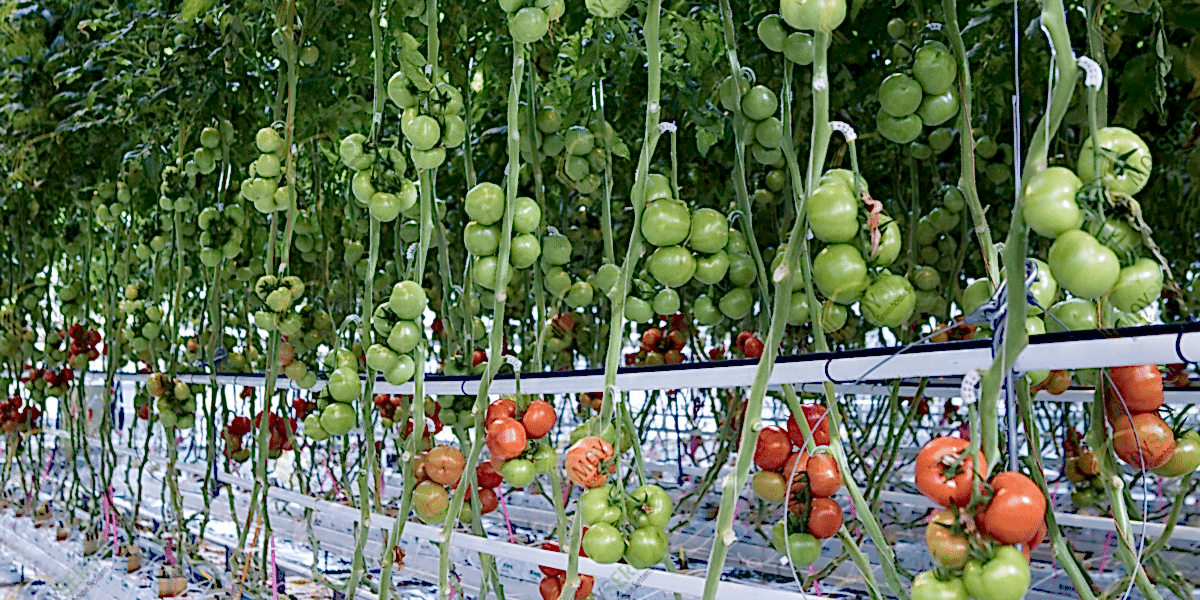 Topraksız Domates Serası, Sera işletme maliyeti