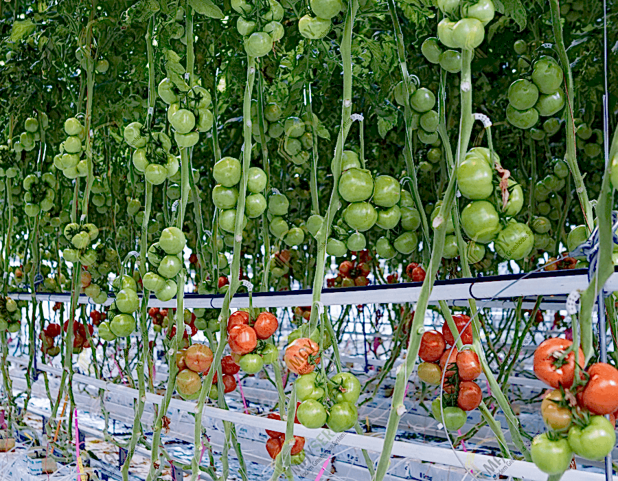 Topraksız Domates Serası, Sera işletme maliyeti